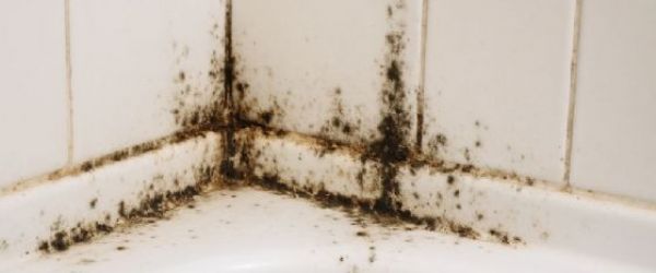 浴室霉菌好困擾？從裝修、通風到清潔的全面防霉指南